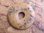 Donut (4,5cm) - Dendritenachat