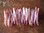 Muschel-Armband "Rosé"