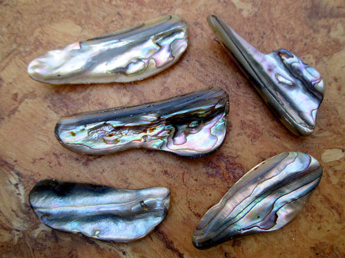 Trommelsteine XXL - Paua-Muschel (Abalone Shell) "Randstücke"