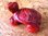 Edelsteingravuren - Schildkröte - Jaspis "Rot"
