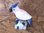 Edelsteingravuren - Vögel "klein" - Kakadu