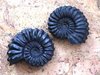 Fossilien - Ammonit ohne Matrix (Peru)