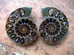 Fossilien - Ammoniten-Paar "Dunkel"