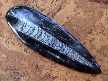 Fossilien - Orthoceras 18 - 21 cm