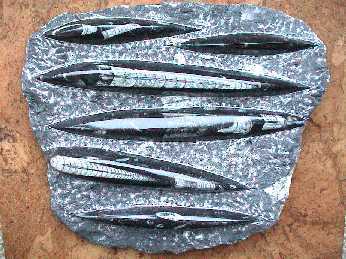Fossilien - Orthoceras-Platte, gross