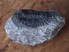 Fossilien - Trilobit "Gerastos tuberculatus"
