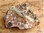 Mineralien - Leopardit (Onkolith)