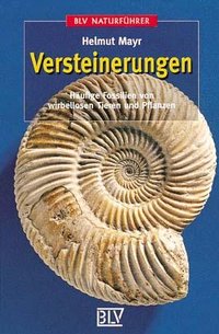 Vesteinerungen - Häufige Fossilien von wirbellosen Tieren und Pflanzen