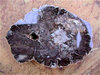 Mineralien - Versteinertes Holz, mittel