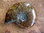 Fossilien - Ammoniten "Cleoniceras besairiei" (poliert)