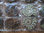 Fossilien - Ammoniten-Paare (10er-Pack!) "Cleoniceras besairiei"