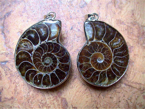Anhänger - Ammoniten-Paare "Cleoniceras besairiei"