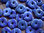 Donut (3,0cm) - Lapis-Lazuli