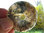 Donut (5,0cm) - Moosachat "Bunt"