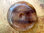 Donut (40mm) - Fluorit "Beige/Grau"