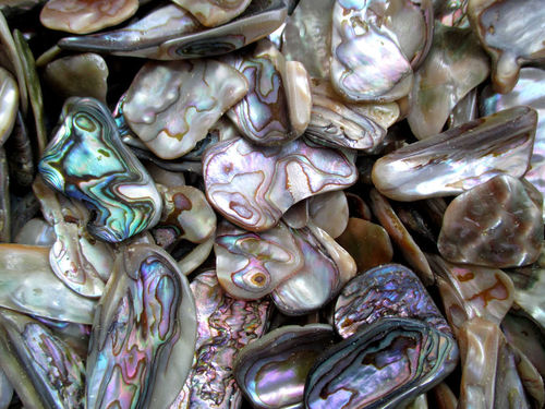 Trommelsteine (Kiloware!) - Paua-Muschel (Abalone Shell)