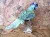 Edelsteingravuren - Vögel "mittel" - Papagei