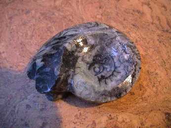 Fossilien - Goniatit