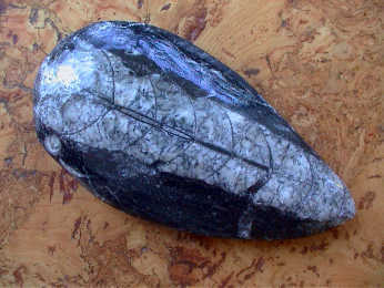 Fossilien - Orthoceras 8 - 11 cm