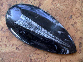 Fossilien - Orthoceras 11 - 15 cm