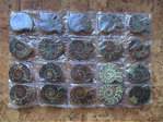 Fossilien - Ammoniten-Paare (10er-Pack!) "Cleoniceras besairiei", klein
